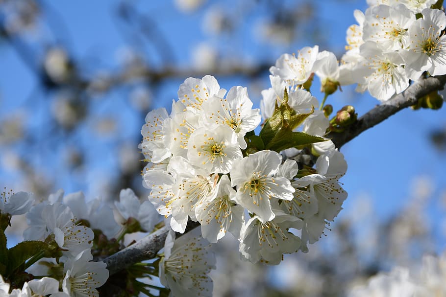 cirera, flor, ramita, primavera, naturalesa, flors de primavera, jardí, macro, tancar, planta, gall dindi, macro chichewa, brot, detalls de tirs, fons, bonic, primavera de chichewa, blanc, cel, incidentalment primavera, flors blanques, branca de la cirera, arbre, branca, temporada, primer pla, a l'aire lliure, flor de cirerer, pètal, frescor, cap de flor, bellesa a la natura, dia, blau, cap gent, fragilitat, creixement, planta amb flors, vulnerabilitat, Color blanc, centrar-se en primer pla, pol·len, cirerer, 5K