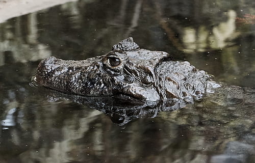 natureza, crocodilo, perigo, um animal, temas animais, animais selvagens, agua, animal, animais em estado selvagem, vertebrado, réptil, lago, natação, ninguém, dia, jacaré, parte do corpo animal, reflexão, cabeça de animal, ao ar livre, pântano, olho animal, 1080P, CC0, domínio público, royalty free