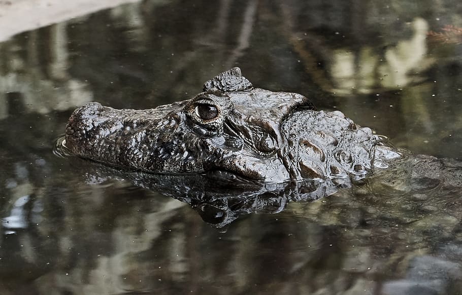 natureza, crocodilo, perigo, um animal, temas animais, animais selvagens, agua, animal, animais em estado selvagem, vertebrado, réptil, lago, natação, ninguém, dia, jacaré, parte do corpo animal, reflexão, cabeça de animal, ao ar livre, pântano, olho animal, 1080P