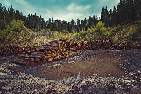 teanc, maro, busteni, inconjurat, copaci, silvicultură, logare, despădurire, cherestea, natură, pădure, de lemn, Woodpile, mediu inconjurator, stivuite, grămadă, industrie, retezate, copac, plantă, teren, Buturuga, cer, lemn, peisaj, lemn - material, industria cherestelei, frumusețe în natură, Brad, nici o persoana, zi, conifer, pini de pădure, 5K, CC0, domeniu public, fără drepturi de autor