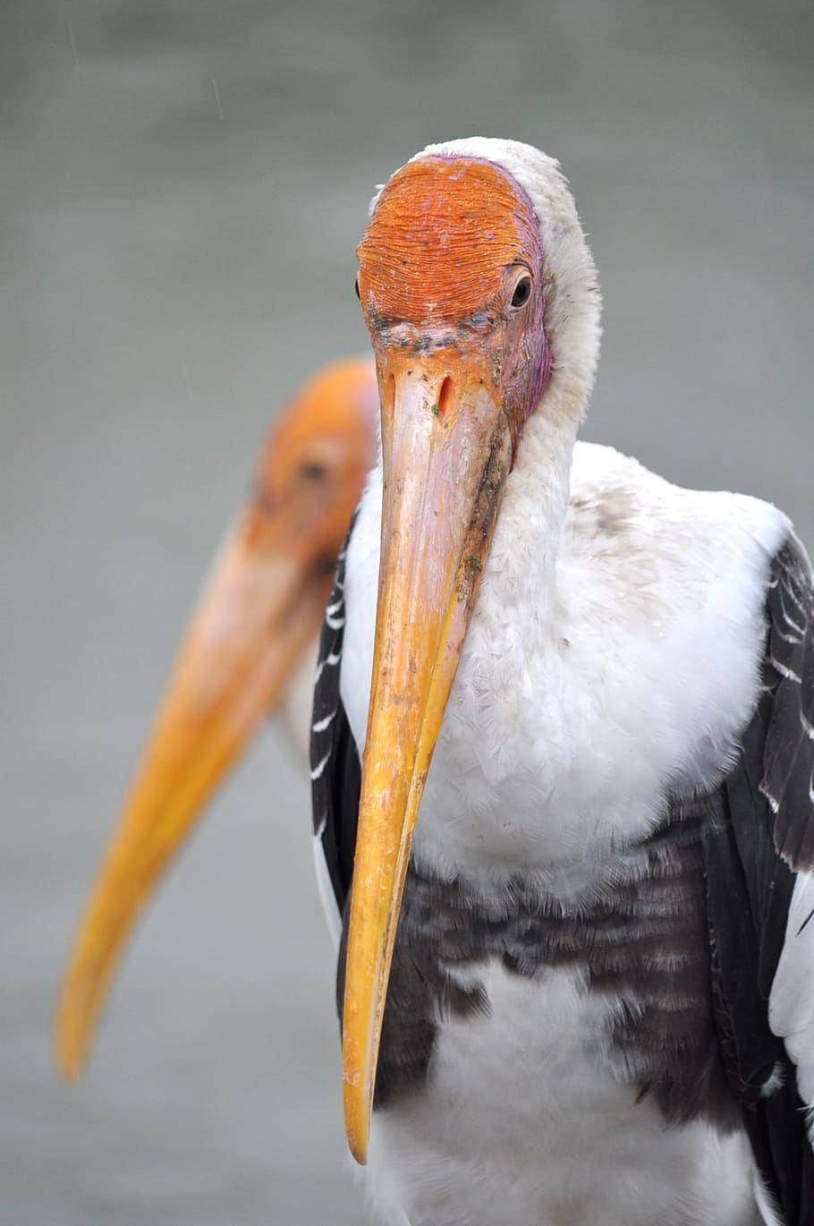 burung, binatang, paruh, bertulang belakang, binatang di alam liar, satwa liar hewan, satu binatang, fokus pada latar depan, tidak ada orang, merapatkan, hari, alam, bagian tubuh hewan, warna putih, di luar rumah, warna oranye, air, mulut terbuka, leher binatang, 1080P