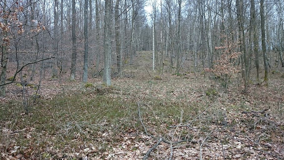 marxa, bosc, naturalesa, kahl, fred, desolador, arbre, dia, cap gent, herba, terra, planta, tranquil·litat, tronc de l'arbre, tronc, escena no urbana, bellesa a la natura, paisatge, escenics - natura, creixement, escena tranquil·la, arbre nu, a l'aire lliure, medi ambient, 4K
