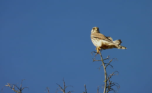 halcón, pájaro, cielo, sentar, rama, naturaleza, descanso, paisaje, azul, lugar de descanso, animal, ver, Espere, cernícalo, ave de rapiña, raptor, fauna animal, animales en la naturaleza, un animal, temas de animales, día, longitud total, vista de ángulo bajo, vertebrado, cielo limpio, posado, árbol, planta, nadie, copia espacio, al aire libre, soleado, 2K, CC0, dominio público, libre de derechos