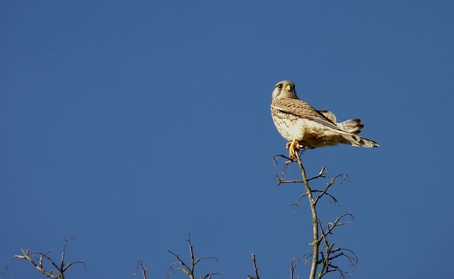 Falke, Vogel, Himmel, sitzen, Ast, Natur, sich ausruhen, Landschaft, Blau, Ruheplatz, brechen, Tier, Aussicht, warten, Turmfalke, Raubvogel, Tierwelt, Tiere in freier Wildbahn, ein Tier, Tierthemen, Tag, in voller Länge, Flachwinkelansicht, Wirbeltier, klarer Himmel, hocken, Baum, Pflanze, keine Leute, kopieren sie platz, draußen, sonnig, 2K