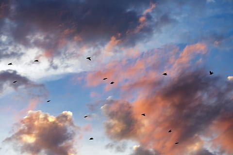 le coucher du soleil, des nuages, cloudscape, des oiseaux, la nature, lumière du soleil, bleu, de plein air, lumière, Orange, soir, océan, Aube, nuages ​​du ciel, coloré, vol rapide, oiseaux qui tombent, ciel, scénique, rouge, spectaculaire, incroyable, système météorologique, couleurs, variation, chaotique, vite, la vitesse, agilité, vol, parc, faune, rêver, acrobate, concentrer, échapper, agile, dom, scène, en volant, oiseau, nuage - ciel, vol d'oiseaux, grand groupe d'animaux, vertébré, groupe d'animaux, faible angle de vue, animal, thèmes animaux, animaux à l'état sauvage, la faune des animaux, en plein air, personne, beauté dans la nature, couleur orange, 5K, CC0, domaine public, libre de droits