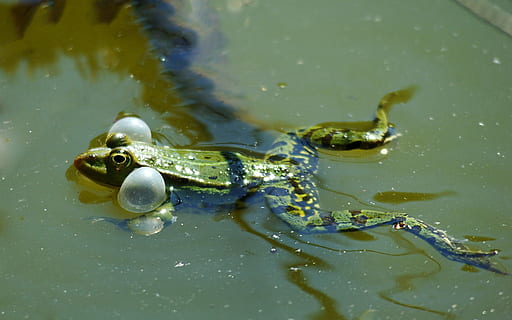 frosk, dam, luft, bobler, toad lake, frosk dammen, luftbobler, ett dyr, dyre temaer, vann, dyr i naturen, reptil, ingen folk, dyreliv, dyr, virveldyr, innsjø, natur, høy vinkel visning, dag, svømme~~POS=TRUNC, amfibier, vannkanten, nærbilde, utendørs, dyr øye, marine, 1080P, CC0, offentlig domene, opphavsrett gratis