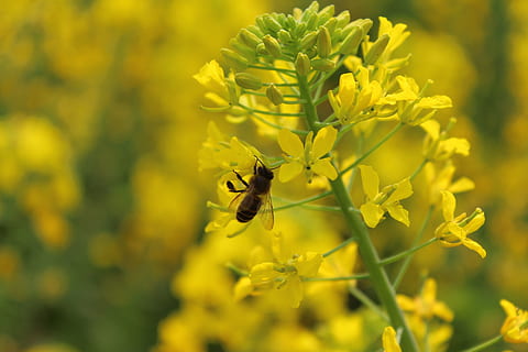 primavera, pianta, stupro, ape, pianta fiorita, fiore, animali allo stato selvatico, invertebrato, animale, temi animali, un animale, bellezza nella natura, insetto, fragilità, fauna selvatica, vulnerabilità, crescita, giallo, freschezza, petalo, avvicinamento, testa di fiore, impollinazione, nessuno, 2K, CC0, dominio pubblico, privo di copyright