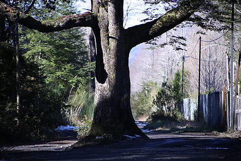 Camí, arbre, pucon, planta, tronc de l'arbre, tronc, creixement, naturalesa, bosc, terra, dia, cap gent, a l'aire lliure, tranquil·litat, llum solar, bellesa a la natura, branca, arquitectura, escenics - natura, escena no urbana, escena tranquil·la, escorça, 1080P, CC0, domini públic, lliure de regalies