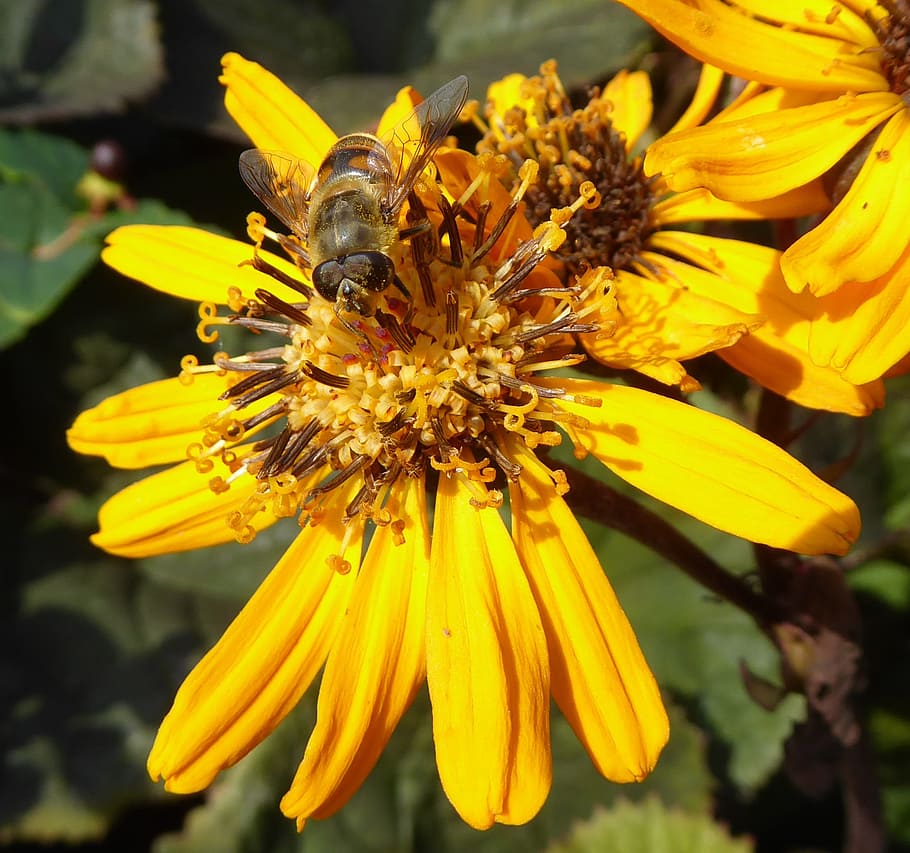 api, estate, fiore, insetto, giallo, autunno, polline, avvicinamento, pianta fiorita, fragilità, petalo, vulnerabilità, bellezza nella natura, invertebrato, temi animali, freschezza, testa di fiore, fauna selvatica, animale, animali allo stato selvatico, un animale, pianta, crescita, infiorescenza, impollinazione, nessuno, all'aperto, 1080P