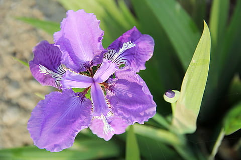 iris violet, iris, plante à fleurs, fleur, plante, beauté dans la nature, pétale, fraîcheur, vulnérabilité, fragilité, croissance, violet, tête de fleur, inflorescence, fermer, se concentrer sur le premier plan, la nature, pollen, personne, mise au point sélective, journée, iris - plante, 5K, CC0, domaine public, libre de droits