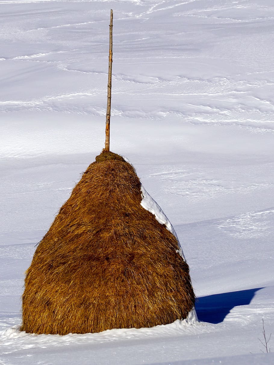 høstak, sne, vinter, vinterlige, landskab, natur, hvid, Schweiz, lys, humør, sol, atmosfære, sollys, hø, vorat, skygge, solrig, naturskøn, dagslys, bunke, ingen mennesker, studio skud, stak, kold temperatur, ro, skønhed i naturen, dag, rolig scene, dækker, jord, Mark, plante, scenics - natur, hvid farve, udendørs, ikke-urbane scene, snedækket bjerg, 2K