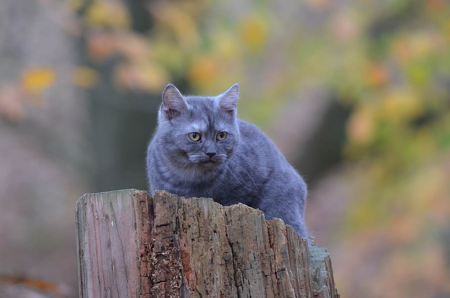gato, árvore, jovem, floresta, gato, árvore, gato jovem, um animal, focar em primeiro plano, dia, ao ar livre, madeira - material, temas animais, animal, mamífero, pets, ninguém, doméstico, olhando para a câmera, retrato, vertebrado, animais selvagens, felino, animais domésticos, natureza, poste de madeira, bigode, 4K