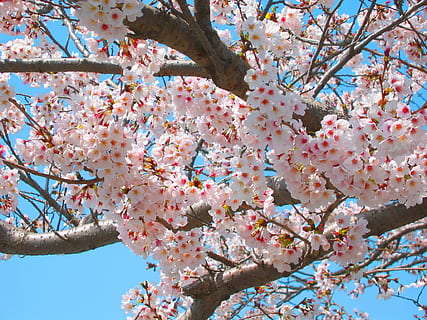 Kirsche, Kirsche, Kirschblüten, Frühling, Rosa, Kirsche, Blumen, natürlich, Pflanze, Japan, Sakura, Japan-Blume, k, Frühlingsblumen, Ansichten von Japan, Baum, blühen, Kirschblüte, Blume, Ast, blühende Pflanze, Flachwinkelansicht, Zerbrechlichkeit, Wachstum, Frische, Schönheit in der Natur, pinke Farbe, Tag, Verletzlichkeit, Natur, Himmel, Kirschbaum, Obstbaum, keine Leute, draußen, 1080P, CC0, gemeinfrei, lizenzfrei