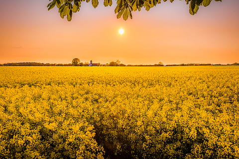 gylden, timers fotografering, gul, blomsterfelt, rapsfrø, time, Mark, gylden time, natur, landbrug, landlige scene, raps, landskab, himmel, sommer, udendørs, gård, blomst, solnedgang, sollys, afgrøde, sol, plante, forår, ikke-urbane scene, ingen mennesker, skønhed i naturen, scenics, eng, sky - himmel, horisont over land, scenics - natur, jord, rolig scene, ro, vækst, miljø, idyllisk, blomsterseng, havearbejde, 5K, CC0, offentligt domæne, royaltyfrie