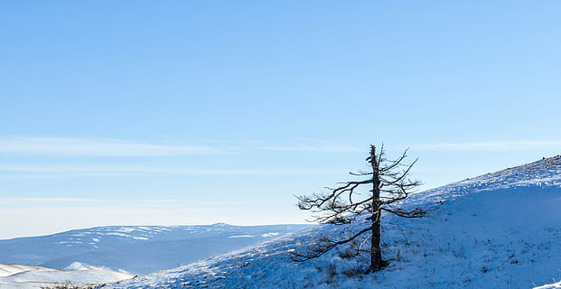 Berg, Baum, Single, getrocknet, trockener Baum, Winter, Schnee, draussen, Natur, Himmel, Blau, kalte Temperatur, Szenen - Natur, Schönheit in der Natur, Gebirge, ruhige Szene, Umgebung, Landschaft, Ruhe, Tag, Nicht-städtische Szene, keine Leute, Pflanze, schneebedeckter Berg, draußen, Gipfel, 4K, CC0, gemeinfrei, lizenzfrei