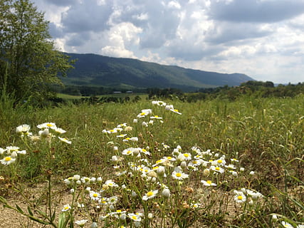 felter, tusindfryd, Tennessee, natur, blomst, eng, sommer, udendørs, plante, landskab, græs, gul, blomstrende plante, sky - himmel, skønhed i naturen, friskhed, himmel, jord, bjerg, miljø, Mark, scenics - natur, vækst, ingen mennesker, dag, ro, bjergkæde, forår, blomsterhoved, 2K, CC0, offentligt domæne, royaltyfrie