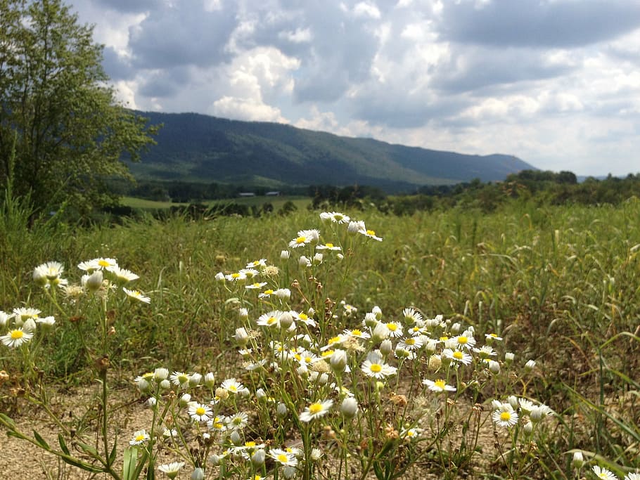 felter, tusindfryd, Tennessee, natur, blomst, eng, sommer, udendørs, plante, landskab, græs, gul, blomstrende plante, sky - himmel, skønhed i naturen, friskhed, himmel, jord, bjerg, miljø, Mark, scenics - natur, vækst, ingen mennesker, dag, ro, bjergkæde, forår, blomsterhoved, 2K