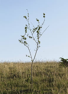 arbre jove, branques, magra, només, prada, drome, naturalesa, arbre, planta, camp, cel, creixement, terra, paisatge, bellesa a la natura, cel clar, tranquil·litat, dia, escena tranquil·la, escenics - natura, medi ambient, herba, cap gent, agricultura, escena rural, escena no urbana, a l'aire lliure, 2K, CC0, domini públic, lliure de regalies