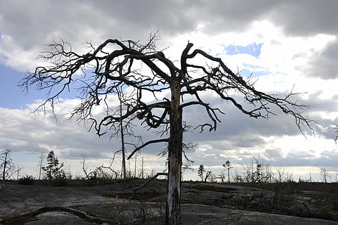 bare, tree, cloudy, sky, dead tree, forest fire, nature, dead Plant, landscape, cloud - sky, bare tree, no people, land, plant, environment, tranquil scene, tranquility, beauty in nature, field, day, non-urban scene, scenics - nature, tree trunk, outdoors, trunk, 4K, CC0, public domain, royalty free