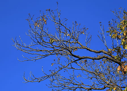 bare branches, tree, branches, twigs, bare, winter, leaves, sparse, sky, blue, low angle view, plant, clear sky, branch, beauty in nature, no people, nature, tranquility, day, bare tree, outdoors, growth, sunlight, scenics - nature, sunny, autumn, idyllic, 2K, CC0, public domain, royalty free