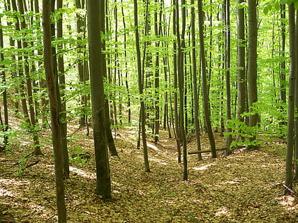 caducifolis, bosc, primavera, naturalesa, caducifoli, bosc, arbre, color verd, a l'aire lliure, planta, full, paisatge, estiu, tronc de l'arbre, escenics, cap gent, àrea salvatge, bellesa a la natura, exuberant fullatge, medi ambient, llum solar, escena tranquil·la, dia, terra, tranquil·litat, tronc, escena no urbana, creixement, escenics - natura, bambú - planta, arbre de coníferes, bosc de pi, 2K, CC0, domini públic, lliure de regalies