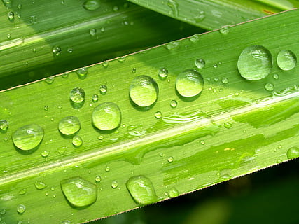 Wassertropfen, Grün, Blatt, schließen, Fotografie, Wasser, Tropfen, Gras, Tau, Regen, Nahansicht, Leben, Makro, Pflanze, Kraut, Regentropfen, Sommer-, Frische, isoliert, nass, Wiese, Kondensation, Tröpfchen, Flüssigkeit, hell, Kreis, Morgen, Tautropfen, klein, Zierpflanzen, Flora, Kugel, gesund, Klima, Reflexion, Wachstum, Wetter, draußen, Harmonie, Natur, Umgebung, Blase, Reinheit, fallen, grüne Farbe, Hintergründe, Pflanzenteil, Schönheit in der Natur, keine Leute, Tag, Blätter, Regenzeit, Grashalm, Palmblatt, 2K, CC0, gemeinfrei, lizenzfrei