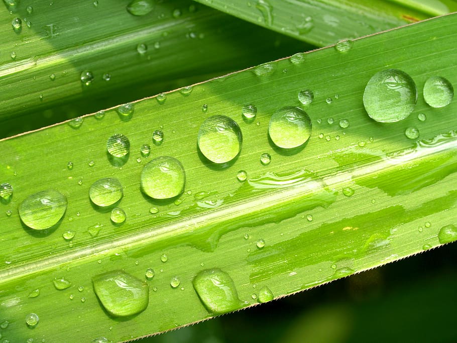 Wassertropfen, Grün, Blatt, schließen, Fotografie, Wasser, Tropfen, Gras, Tau, Regen, Nahansicht, Leben, Makro, Pflanze, Kraut, Regentropfen, Sommer-, Frische, isoliert, nass, Wiese, Kondensation, Tröpfchen, Flüssigkeit, hell, Kreis, Morgen, Tautropfen, klein, Zierpflanzen, Flora, Kugel, gesund, Klima, Reflexion, Wachstum, Wetter, draußen, Harmonie, Natur, Umgebung, Blase, Reinheit, fallen, grüne Farbe, Hintergründe, Pflanzenteil, Schönheit in der Natur, keine Leute, Tag, Blätter, Regenzeit, Grashalm, Palmblatt, 2K