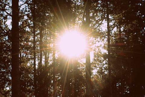 foresta con raggi solari, alberi, foresta, natura, i raggi del sole, sole, luce del sole, brillantezza, abbagliamento, energia solare, albero, pianta, raggio di sole, cielo, bellezza nella natura, terra, crescita, la tranquillità, riflesso lente, bosco, Inquadratura dal basso, scena tranquilla, scenics - natura, giorno, nessuno, tronco d'albero, streaming, all'aperto, luminosa, bagliore solare, Pino, illuminata, bosco di pini, albero di conifere, baldacchino di albero, 5K, CC0, dominio pubblico, privo di copyright
