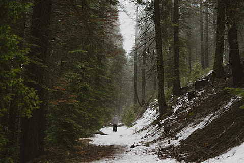 person, walking, snow, covered, pathway, trees, tree, forest, alone, track, wood, fog, wander, winter, hike, plant, land, beauty in nature, nature, scenics - nature, growth, tranquility, non-urban scene, day, cold temperature, woodland, tranquil scene, real people, leisure activity, tree trunk, outdoors, coniferous tree, 4K, CC0, public domain, royalty free