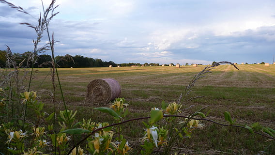 Field, Haystack, Honeysuckle, sky, agriculture, rural scene, landscape, farm, tranquility, plant, land, environment, cloud - sky, beauty in nature, tranquil scene, scenics - nature, nature, bale, growth, hay, no people, tree, outdoors, 4K, CC0, public domain, royalty free