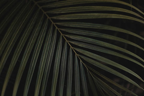 Nahansicht, Foto, Grün, linear, Blatt, schwarz, Hintergrund, Palmenblätter, Palme, Schatten, Natur, Vollbild, Pflanzenteil, Muster, Palmblatt, Hintergründe, natürliches Muster, keine Leute, Wachstum, Pflanze, Schönheit in der Natur, Tag, Wedel, Blätter, draußen, grüne Farbe, tropisches Klima, 4K, CC0, gemeinfrei, lizenzfrei