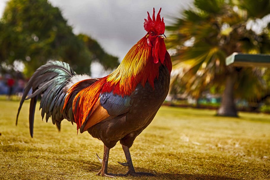 beige, rosso, Gallo, galletto, uccello, pollo - uccello, temi animali, animale, pollo, animale maschio, bestiame, animali domestici, un animale, mammifero, domestico, vertebrato, natura, concentrarsi sulle conoscenze acquisite, giorno, nessuno, agricoltura, all'aperto, vista profilo, 1080P
