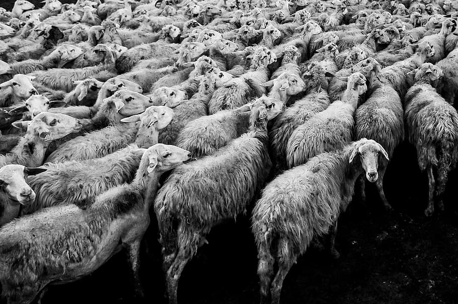 tonuri de gri, oaie, animale, turmă, cireadă, miel, șeptel, lână, fermă, alb-negru, grup mare de animale, animale tematice, nici o persoana, în aer liber, animale sălbatice, animale în sălbăticie, zi, pășunat, natură, mamifer, grup de animale, animal, turmă de oi, animale vertebrate, animale de companie, animale domestice, intern, teren, camp, agricultură, erbivor, 2K