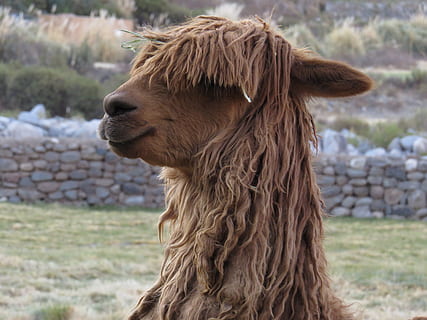 nærbillede foto, lama, stående, udendørs, Peru, alpaca, dyr, uld, pattedyr, et dyr, husdyr, dyre temaer, indenlandske, kæledyr, hvirveldyr, Mark, jord, Brun, dag, fokus på forgrunden, dyrehår, hår, ingen mennesker, dyr kropsdel, natur, dyr hoved, planteædende, frisure, 4K, CC0, offentligt domæne, royaltyfrie