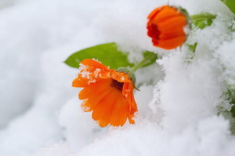 Orange, Ringelblumenblüten, bedeckt, Schnee, Blatt, Natur, Blume, Nahansicht, kalt, Winter, Genießer, hell, Flora, Weiß, biologisch, Schneefall, Schneeverwehung, Jahreszeit, draussen, draußen, wild, Umgebung, Tierwelt, Pflanze, natürlich, Grün, Farbe, Eis, Leben, Abdeckung, gefroren, niemand, sauber, orange Farbe, Frische, blühende Pflanze, Schönheit in der Natur, Zerbrechlichkeit, Verletzlichkeit, Blütenkopf, keine Leute, rot, Blütenblatt, selektiver Fokus, Essen und Trinken, Mohn, Lebensmittel, kalte Temperatur, japanisches Essen, 5K, CC0, gemeinfrei, lizenzfrei