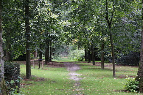 caminho, viagem, o negócio, árvore, natureza, oportunidade, panorama, verde, beco, turista, cênico, caminhar, pitoresco, caloroso, lazer, calma, verão, dia, período de férias, plantar, crescimento, beleza na natureza, tranquilidade, cena tranquila, cor verde, direção, terra, o caminho a seguir, scenics - natureza, ninguém, trilha, grama, ao ar livre, meio Ambiente, Perspectiva Diminutiva, Treelined, 5K, CC0, domínio público, royalty free