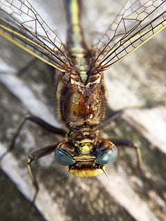 macro, libellula, Ali, insetto, natura, naturale, vita, estate, riposo, volare, occhio, Drago, ala, selvaggio, creatura, foresta, un animale, fauna selvatica, temi animali, animali allo stato selvatico, nessuno, invertebrato, animale, avvicinamento, giorno, ala animale, concentrarsi sulle conoscenze acquisite, all'aperto, parte del corpo animale, messa a fuoco selettiva, zoologia, artropodo, occhio animale, 2K, CC0, dominio pubblico, privo di copyright