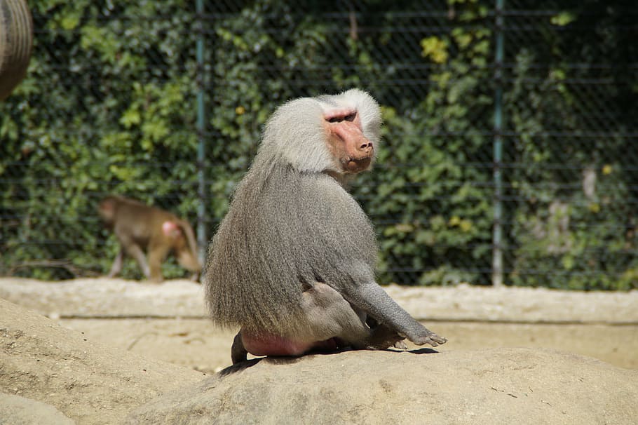 babuí, mico, vell, de color gris, seure, veure, xef, zoo, animal, zoo animal, mascles, vista general, masculí, pelut, pell, mascles micos, mamífer, primat, fauna animal, animals a la natura, un animal, vertebrats, centrar-se en primer pla, assegut, dia, naturalesa, mirant cap a fora, mirant, a l'aire lliure, cap gent, relaxació, terra, família d’animals, cabell blanc, 5K