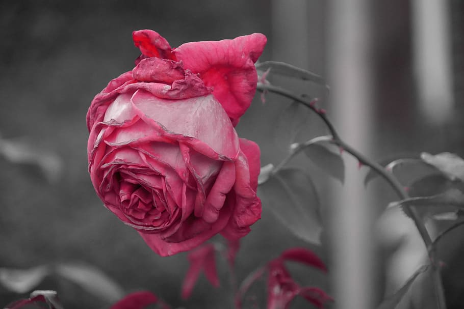 vicino, fiore, macro, rosa, rosa fiorita, monocromatico, petali, natura, macrofotografia, fiorire, fioritura, rosso, petalo, avvicinamento, pianta fiorita, bellezza nella natura, pianta, freschezza, infiorescenza, fragilità, vulnerabilità, colore rosa, testa di fiore, concentrarsi sulle conoscenze acquisite, nessuno, crescita, giorno, all'aperto, sepalo, 4K