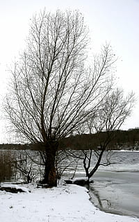 inverno, albero, la neve, freddo, invernale, Havel, Berlino, temperatura fredda, albero nudo, la tranquillità, bellezza nella natura, scenics - natura, scena tranquilla, pianta, campo, cielo, natura, copertura, ramo, nessuno, ambiente, terra, Colore bianco, all'aperto, isolato, 4K, CC0, dominio pubblico, privo di copyright