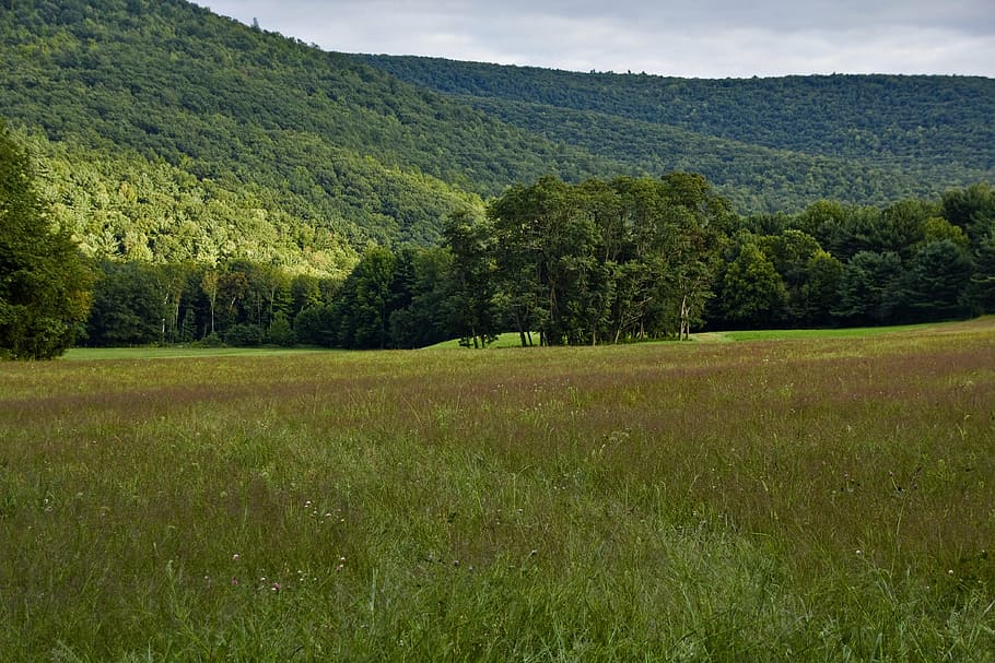 campo, montagna, paesaggio, erba, terreno edificabile, pianta, albero, la tranquillità, bellezza nella natura, colore verde, terra, ambiente, scena tranquilla, scenics - natura, crescita, nessuno, natura, giorno, scena non urbana, fogliame lussureggiante, fogliame, all'aperto, 4K