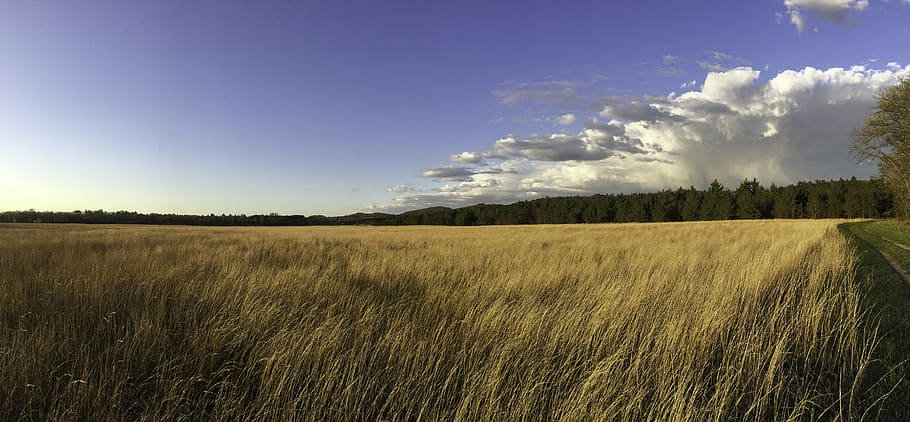llarg, herba, cel, núvols, paisatge dels arbres, quincy bluff, camp, arbres, paisatge, quincy, bluff, Wisconsin, presentat, paisatges, a l'aire lliure, domini públic, escènic, naturalesa, escena rural, agricultura, blat, estiu, escena no urbana, escenics, blau, granja, planta de cereals, cultiu, cap gent, bellesa a la natura, prat, horitzó sobre la terra, horitzó, núvol - cel, groc, llum solar, temporada, tranquil·litat, terra, medi ambient, planta, arbre, escenics - natura, escena tranquil·la, creixement, 5K