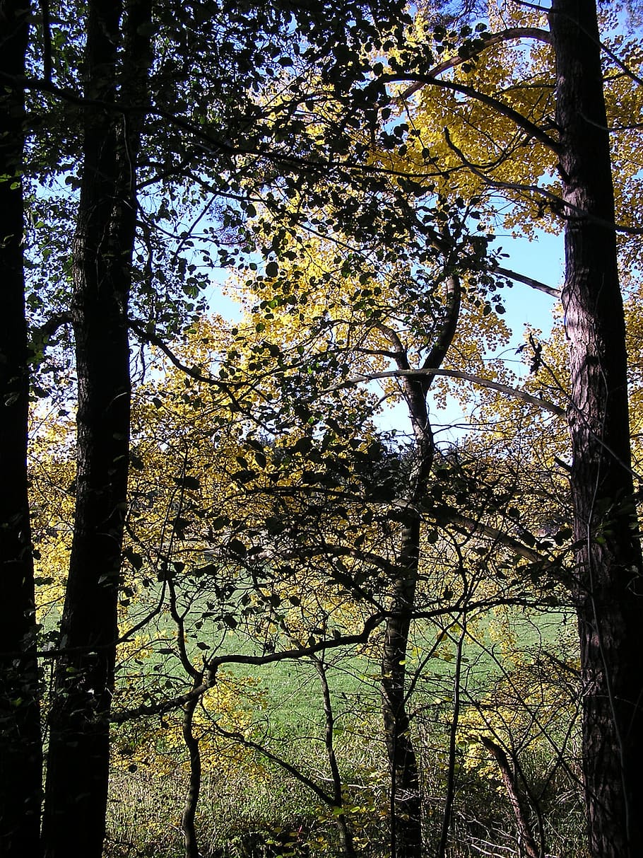 arbre, arbres, cel, kahl, tardor, branca, naturalesa, branques, sec, fulles, bosc, registre, estètic, bosc de tardor, fullatge de tardor, colorit, full, de colors, senderisme, arbres caducifolis, corona, tribu, planta, arbre caducifoli, potent, a l'aire lliure, temporada, creixement, tronc, tronc de l'arbre, bellesa a la natura, tranquil·litat, terra, dia, cap gent, escena tranquil·la, vista d’angle baix, escenics - natura, llum solar, primavera, copa de l'arbre, 1080P
