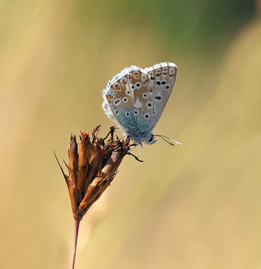 makrofotografering, felles, blå, sommerfugl, blomst, insekt, natur, bo, ett dyr, dyr i naturen, ingen folk, dyre temaer, dyreliv, anlegg, nærbilde, full lengde, virvelløse, dyr, fokusere på forgrunnen, skjønnhet i naturen, sårbarhet, skjørhet, dag, sommerfugl - insekt, dyrfløyen, utendørs, død plante, blomsterhodet, 1080P