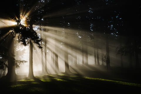 raios solares, silhueta, arvores, Castanho, luz solar, árvore, leve, floresta, natureza, raio de luz, raio de Sol, ramo, sombra, compensação, exterior, névoa, espiada de luz, forrest, Dom, plantar, terra, beleza na natureza, tronco de árvore, ninguém, scenics - natureza, noite, tronco, cena tranquila, tranquilidade, céu, ao ar livre, transmissão, 4K, CC0, domínio público, royalty free