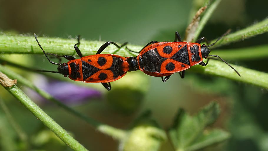 acoblament, insectes, naturalesa, insecte, animals a la natura, temes d'animals, un animal, fauna animal, planta, primer pla, vermell, cap gent, invertebrat, animal, centrar-se en primer pla, bellesa a la natura, escarabat, part de la planta, flor, full, ala dels animals, a l'aire lliure, papallona - insecte, 5K