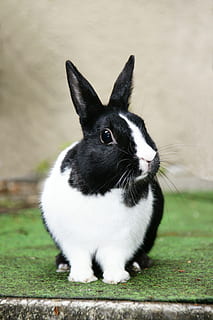 negru, alb, iepure, verde, iarba suprafata, alb-negru, iepure alb, iarbă verde, iepure de câmp, un animal, animale domestice, iarbă, drăguţ, animale de companie, portret, animale tematice, mamifer, animal, intern, animale vertebrate, iepure - animal, a închide, să se concentreze asupra primelor elemente, nici o persoana, zi, in cautarea, animale sălbatice, uitându-se departe, mustăţi, ureche de animale, erbivor, 4K, CC0, domeniu public, fără drepturi de autor
