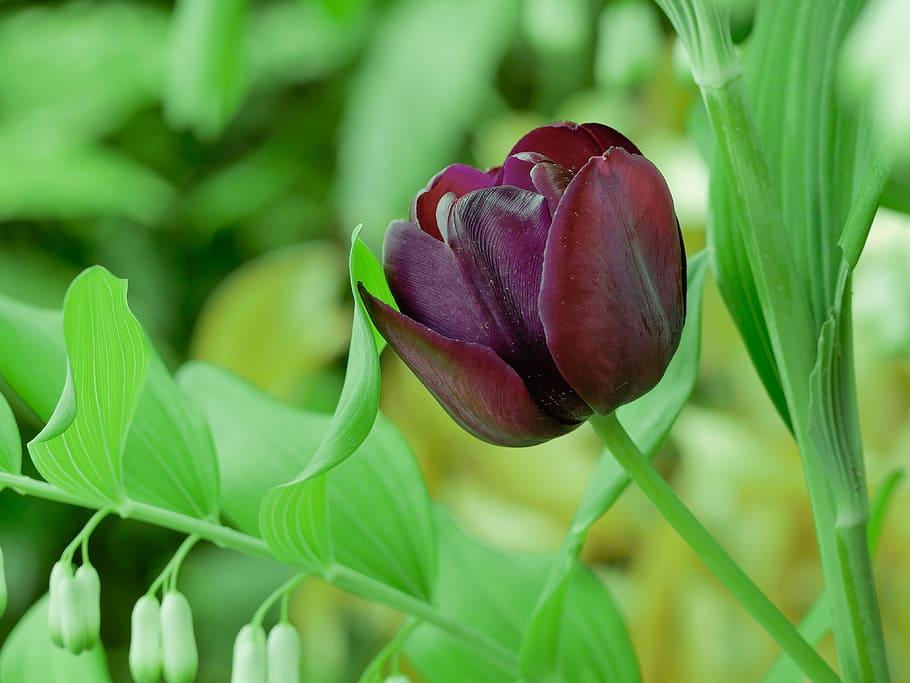 rosa morada, flor, tulipa, primavera, planta amb flors, planta, frescor, bellesa a la natura, primer pla, creixement, vulnerabilitat, fragilitat, pètal, naturalesa, color verd, centrar-se en primer pla, cap gent, part de la planta, full, inflorescència, cap de flor, dia, botànica, porpra, a l'aire lliure, 4K