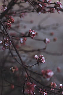 rosa-weiße Blüten, Nahansicht, Fotografie, braun, Baum Blumen, Baum, blühen, Blume, Knospe, Frühling, rot, Rosa, Bokeh, draussen, Schneeball, Blumen-, Pflanze, blühende Pflanze, Wachstum, Frische, Zerbrechlichkeit, Verletzlichkeit, Schönheit in der Natur, pinke Farbe, Ast, Natur, Tag, Fokus auf den Vordergrund, keine Leute, Zweig, Botanik, draußen, Kirschblüte, Kirschbaum, Blütenkopf, Pflaumenblüte, Pollen, 5K, CC0, gemeinfrei, lizenzfrei