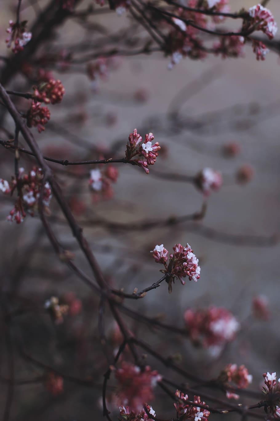 rosa-weiße Blüten, Nahansicht, Fotografie, braun, Baum Blumen, Baum, blühen, Blume, Knospe, Frühling, rot, Rosa, Bokeh, draussen, Schneeball, Blumen-, Pflanze, blühende Pflanze, Wachstum, Frische, Zerbrechlichkeit, Verletzlichkeit, Schönheit in der Natur, pinke Farbe, Ast, Natur, Tag, Fokus auf den Vordergrund, keine Leute, Zweig, Botanik, draußen, Kirschblüte, Kirschbaum, Blütenkopf, Pflaumenblüte, Pollen, 5K